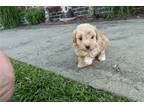 Maltipoo Puppy for sale in Evansville, IN, USA