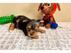 Yorkshire Terrier Puppy for sale in Springfield, MO, USA