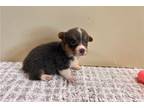 Pembroke Welsh Corgi Puppy for sale in Springfield, MO, USA