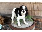 Cavalier King Charles Spaniel Puppy for sale in Bloomington, IN, USA