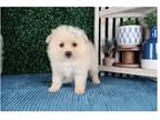 Pomeranian Puppy for sale in Springfield, MO, USA