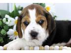 Beagle Puppy for sale in Joplin, MO, USA