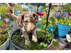 Aussiedoodle Puppy for sale in Knoxville, TN, USA