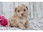 Maltipoo Puppy for sale in Mansfield, OH, USA