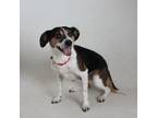 Adopt Minerva a Parson Russell Terrier