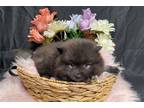 Keeshond Puppy for sale in Kansas City, MO, USA