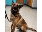 Adopt 404702 a German Shepherd Dog