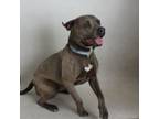 Adopt BluKarma a Pit Bull Terrier