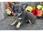 Chihuahua Puppy for sale in Fort Wayne, IN, USA