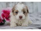 Maltipoo Puppy for sale in Mansfield, OH, USA