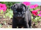 Pug Puppy for sale in Kirksville, MO, USA