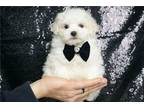 Maltese Puppy for sale in Fort Wayne, IN, USA