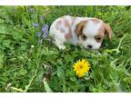 Cavalier King Charles Spaniel Puppy for sale in Canton, OH, USA