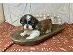 Shih Tzu Puppy for sale in Columbia, MO, USA