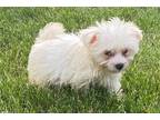 Maltese Puppy for sale in Columbia, MO, USA