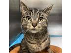 Adopt Mitchu a Domestic Short Hair