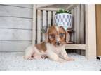 Mutt Puppy for sale in Springfield, MO, USA