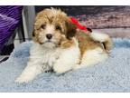 Havanese Puppy for sale in Kansas City, MO, USA