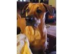 Adopt Duncan a Tan/Yellow/Fawn - with Black Black Mouth Cur / Mixed dog in