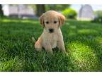 Golden Retriever Puppy for sale in Fort Wayne, IN, USA