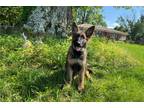 German Shepherd Dog Puppy for sale in Decatur, AL, USA