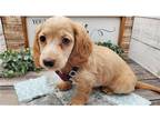 Mutt Puppy for sale in Owensboro, KY, USA