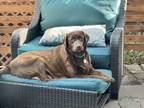 Adopt Granite Falls / Ruby a Labrador Retriever