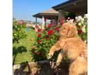 Golden Retriever Puppy for sale in Riverside, CA, USA
