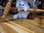 White Long Hair Male Persian Kittys