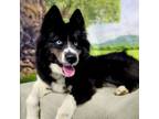 Adopt CT Nova (Fostered in Ashford, CT) a Husky