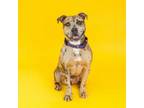 Adopt Freckles a Pit Bull Terrier