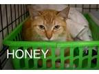Adopt Honey (FCID# 05/06/2024 - 14 Trainer) a Tabby