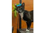Adopt Beyonce (FCID# 05/06/2024 - 4 Trainer) a Tuxedo