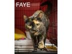 Adopt Faye (FCID# 05/08/2024 - 4 Trainer) a Tortoiseshell
