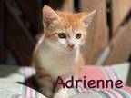 Adopt Adrienne, Willow Grove PetSmart (FCID# 5/16/24-129 a Tabby