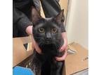 Adopt Najia a Domestic Short Hair