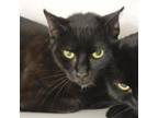 Adopt Taylor a Domestic Short Hair