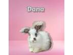 Adopt Dana a Angora Rabbit