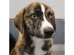 Adopt Tuesday a Mixed Breed