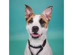 Adopt Bailey a Cattle Dog, Boxer