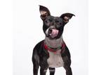 Adopt Shimmy a Terrier