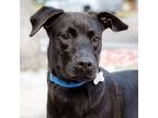 Adopt Astrea a Labrador Retriever