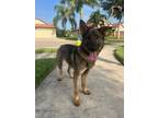 Adopt Peyton a German Shepherd Dog