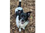 Adopt DaisyMae a Corgi, Terrier