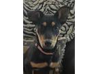 Adopt Roxie a German Shepherd Dog