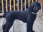 Adopt Spooky a Standard Poodle