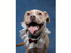 Adopt Hoopy a Pit Bull Terrier, Mixed Breed
