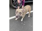 Adopt Mama Luna a Pit Bull Terrier, Mixed Breed
