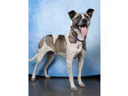Adopt Triple Chip a Mixed Breed
