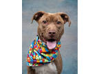 Adopt Spacey a Mixed Breed